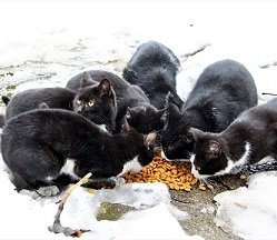 Zonguldak'ta sokak hayvanları unutulmadı