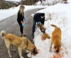 Zonguldak'ta sokak hayvanları unutulmadı