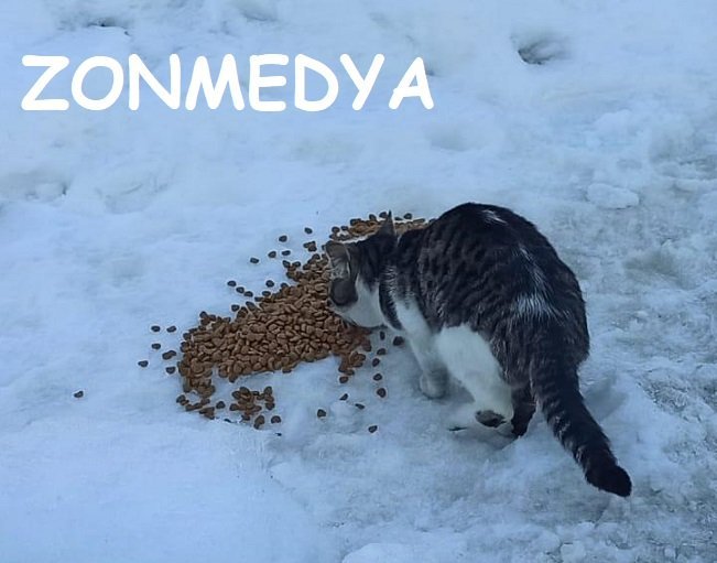 Jandarma ekipleri soğuk kış günlerinde can dostlarımızı unutmadı