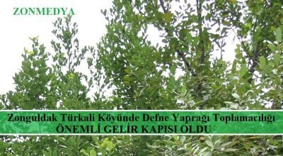 Zonguldak Türkali köyünde toplanan defne yaprağı  önemli gelir kapısı oluyor.