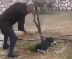 Zonguldak'ta bir köpeğin ağaca bağlanarak sopayla öldürüldüğü iddiası üzerine Valilik açıklama yaptı