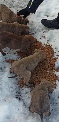 Zonguldak İl Jandarma Komutanlığı Trafik ekipleri