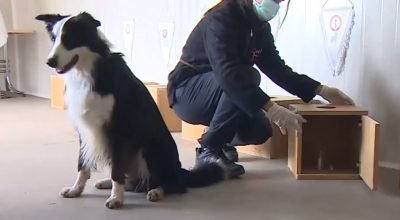 Türkiye’nin ilk koronavirüs teşhisi yapan köpeği: Zippo