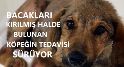 Zonguldak’ta bacakları kırılmış halde bulunan köpeğin tedavisi sürüyor