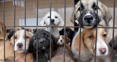 Hayvanları Koruma Kanunu TBMM Genel Kurulunda kabul edildi