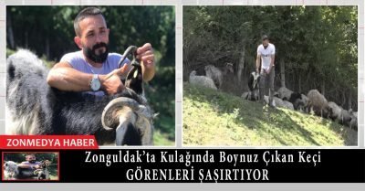 Zonguldak’ta kulağında boynuz çıkan keçi görenleri şaşırtıyor