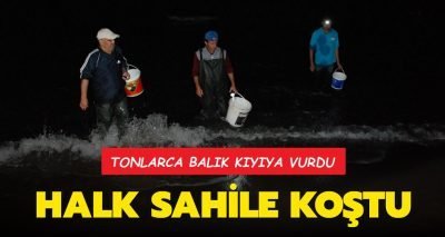 Bartın’ın Amasra ilçesinde tonlarca balık kıyıya vurdu