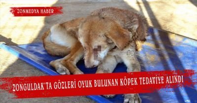 Zonguldak’ta gözleri oyuk bulunan köpek tedaviye alındı