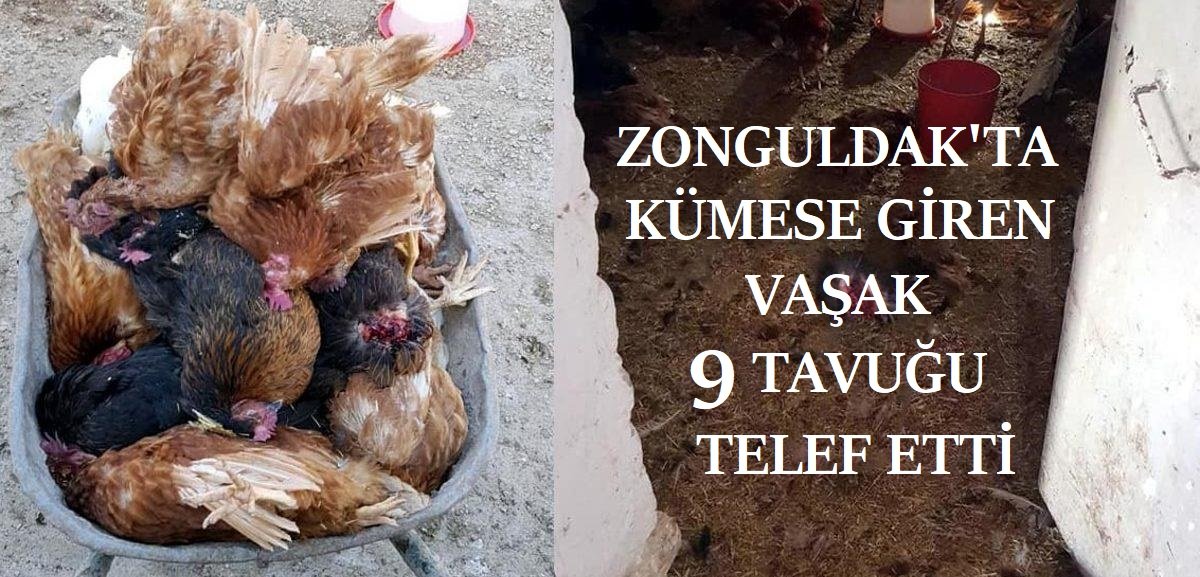 Zonguldak’ta kümese giren vaşak 9 tavuğu telef etti