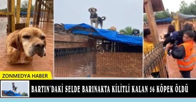 Bartın’daki selde barınakta kilitli bulunan 56 köpek öldü