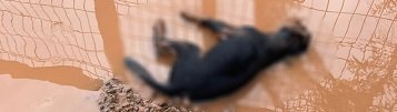 Bartın'daki selde barınakta kilitli bulunan 56 köpek öldü