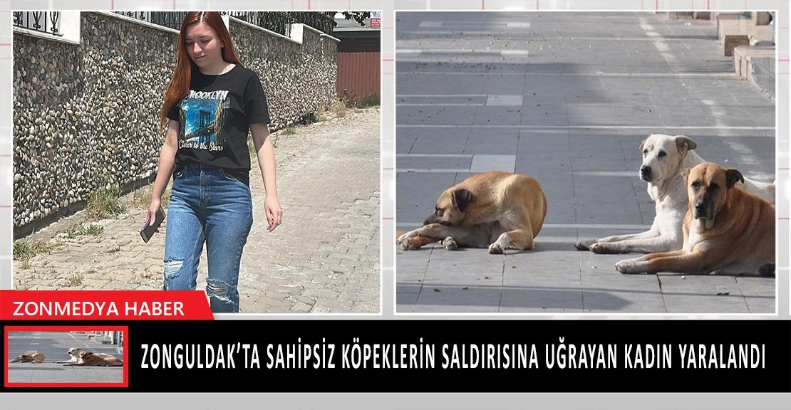 Zonguldak’ta sahipsiz köpeklerin saldırısına uğrayan kadın yaralandı