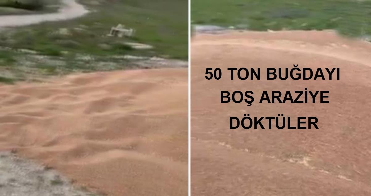 Ankara’da 50 ton buğdayı boş araziye döktüler, yetkililer harekete geçti