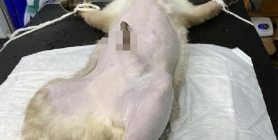 Zonguldak’ta karnına ağaç dalı saplanan kedi ameliyat edildi