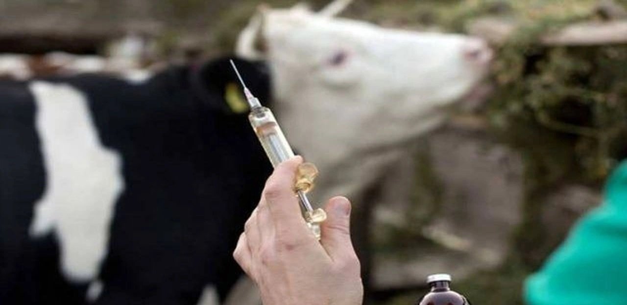 Zonguldak’ta 6 köyde şap karantinası başlatıldı