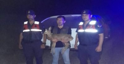 Zonguldak’ta yaralı halde bulunan ceylan tedaviye alındı