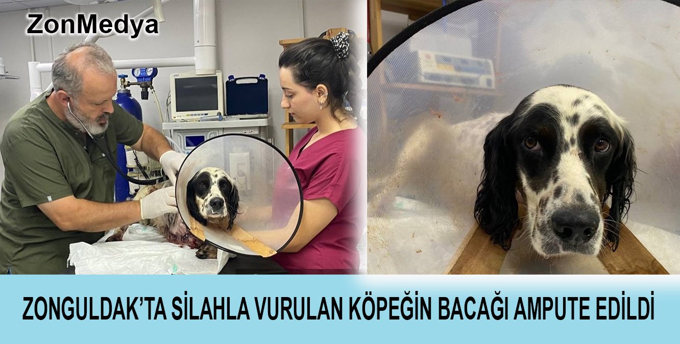 Zonguldak’ta silahla vurulan köpek tedavi altına alındı