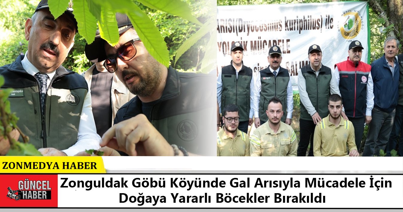 Zonguldak Göbü köyünde gal arısıyla mücadele için doğaya yararlı böcekler bırakıldı